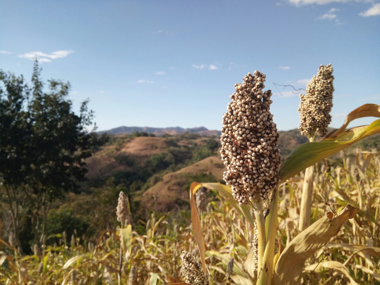 Sorgo