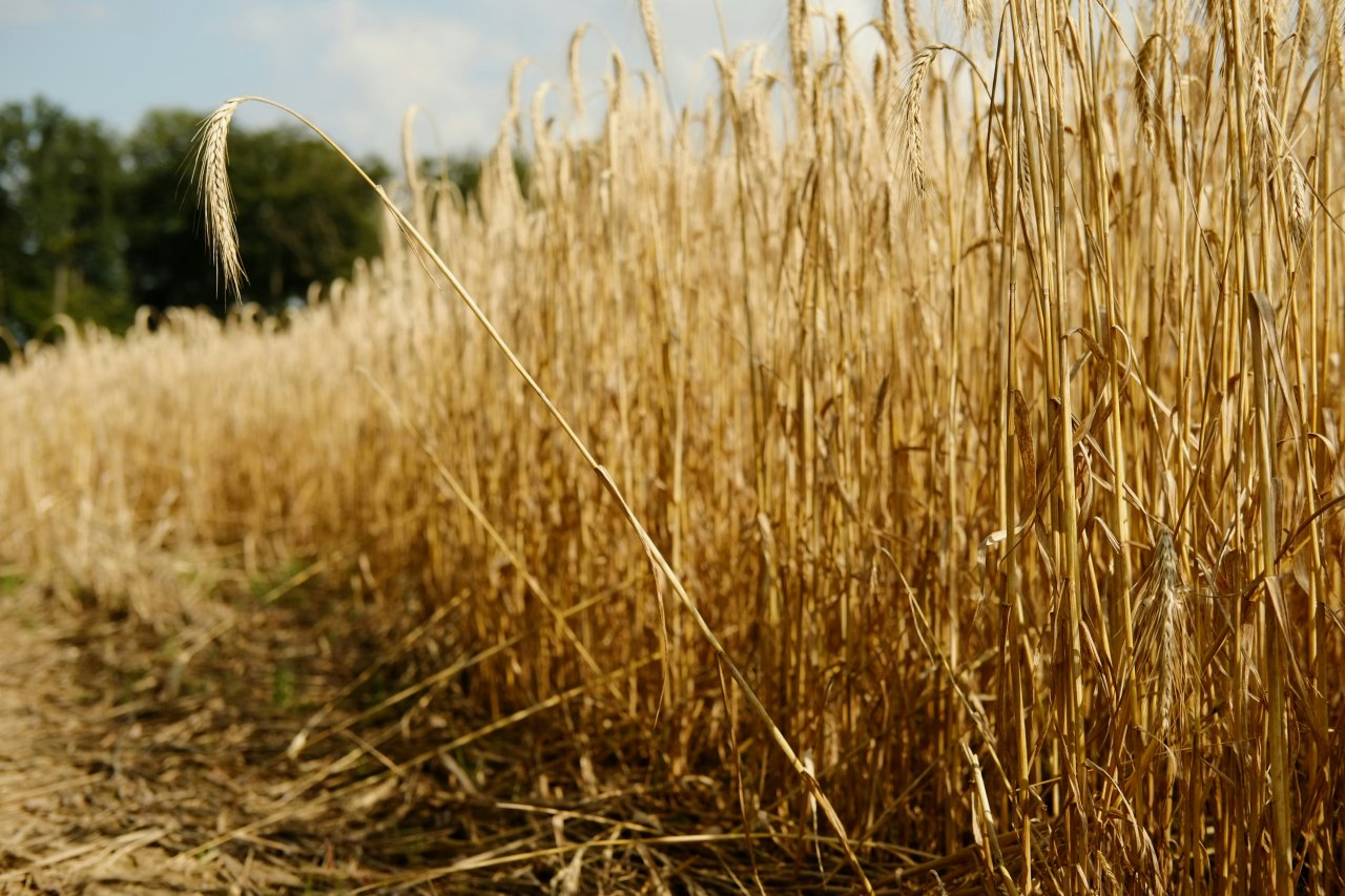 Triticale