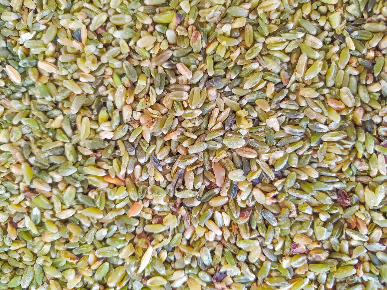 Trigo duro (candeal/durum)