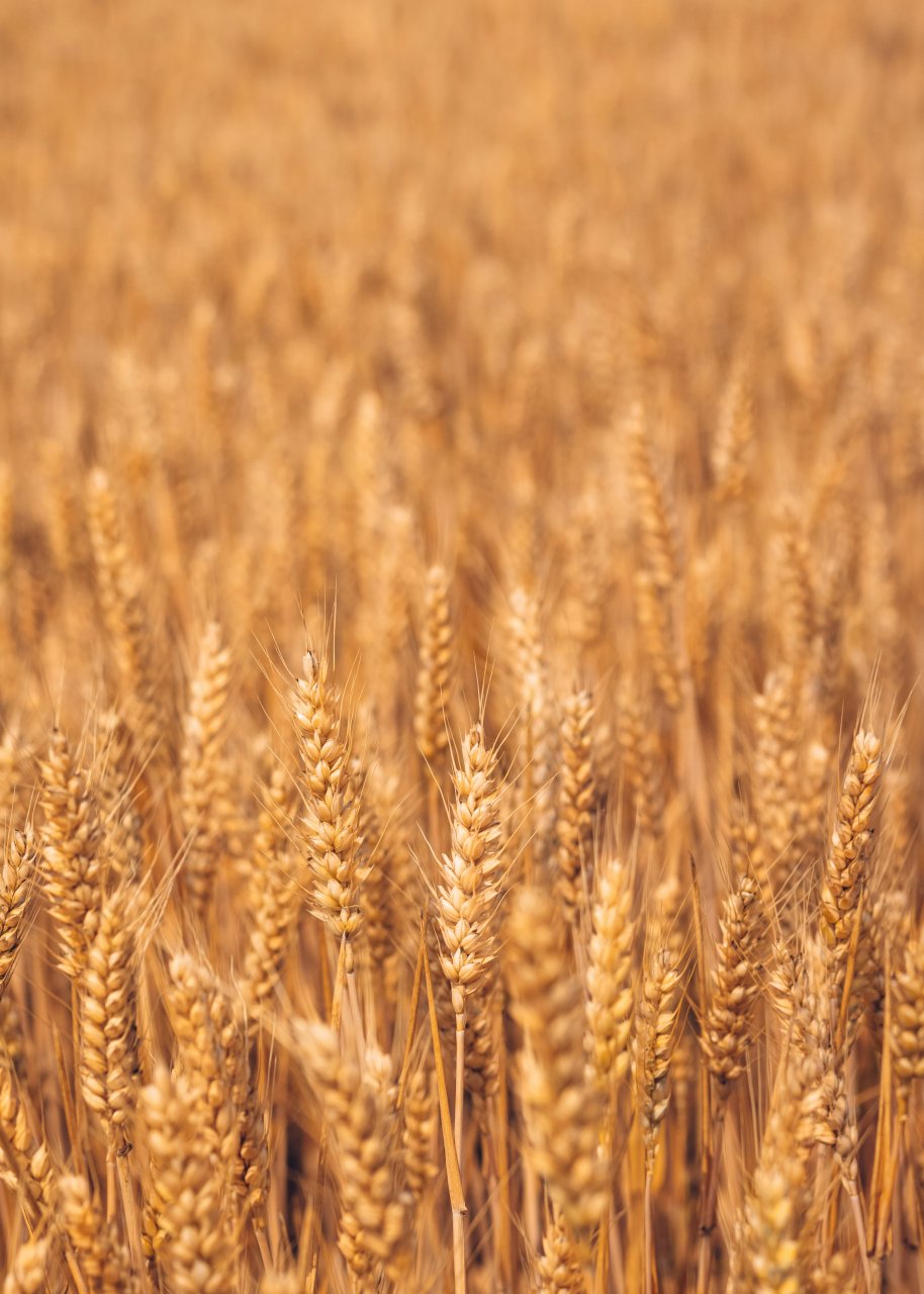 Trigo harinero (pan)