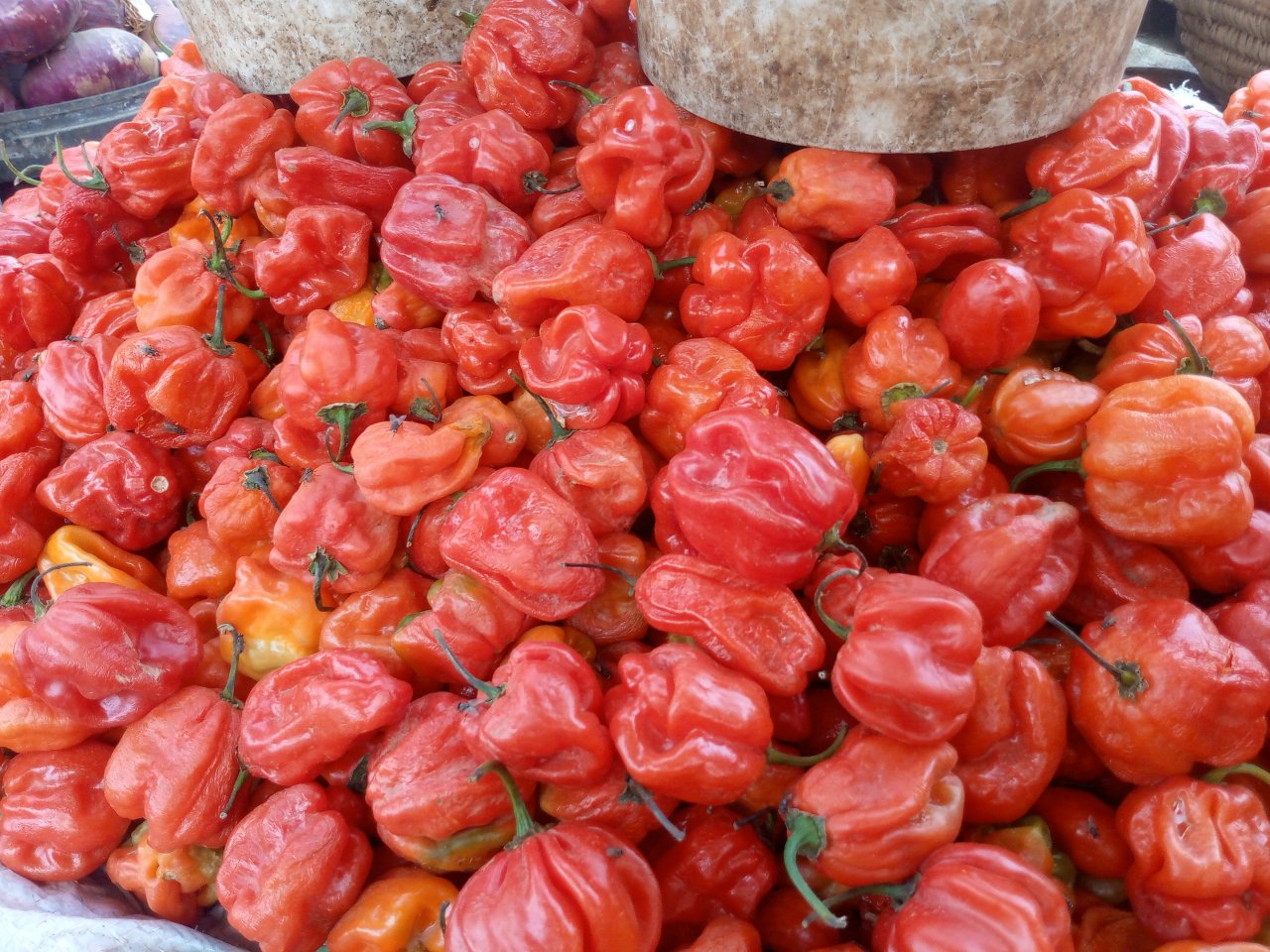 Habanero